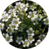 Saxifrage extract